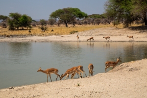 Impala drink at the waterhole, vulnerable and unable to relax
